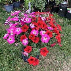 Outdoor Plant