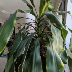 5feet Dracaena Corn Plat +Pot+Stand