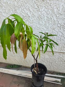 Mango Tree
