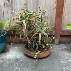 Succulents