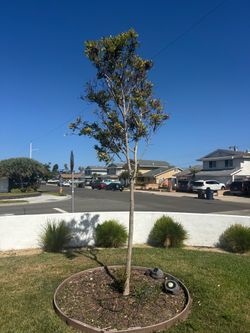 Free- water gum tree.