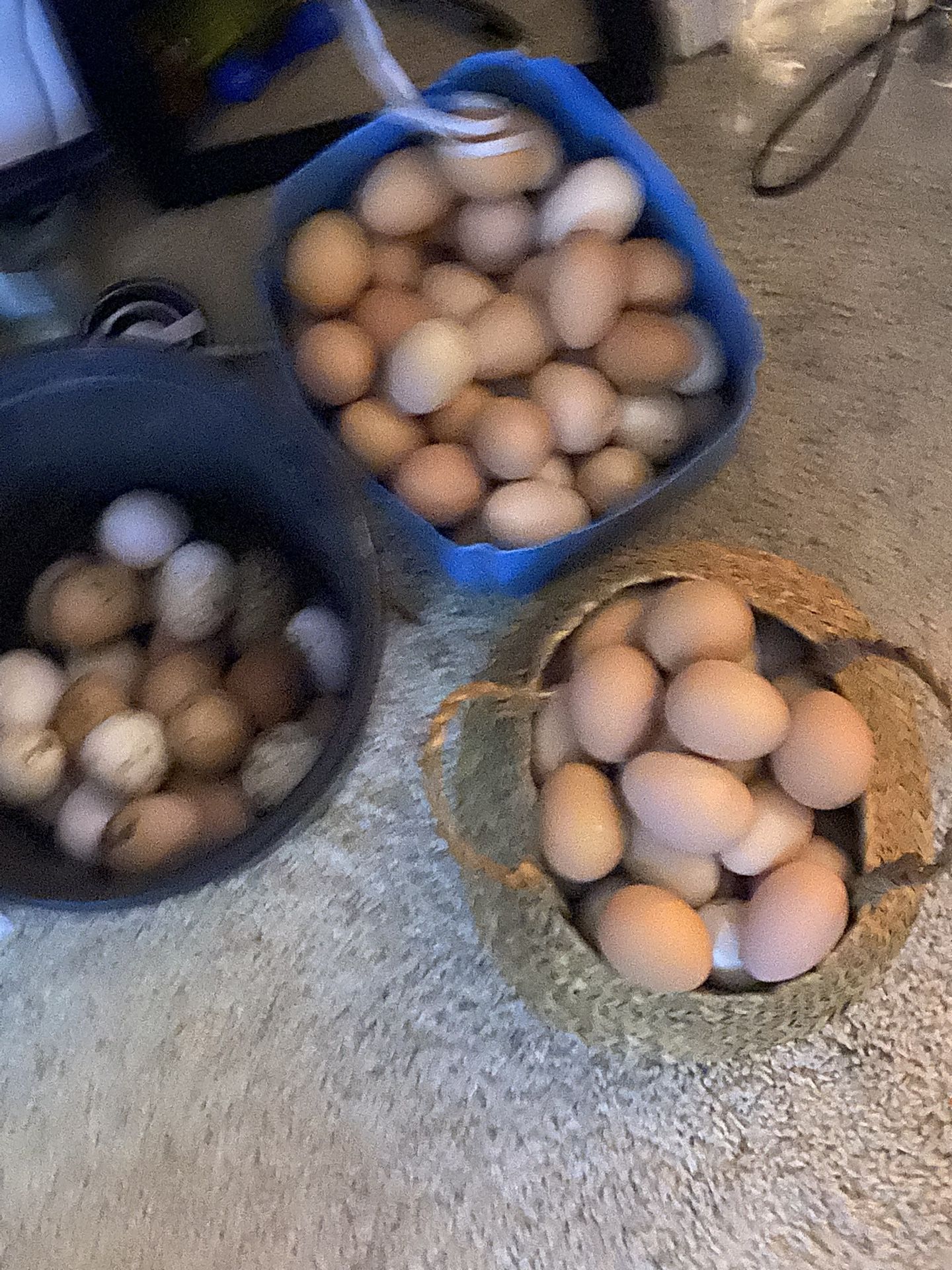 Eggs