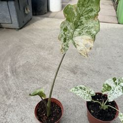 Variegated Alocasia