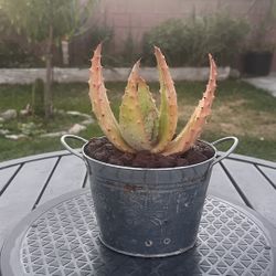 Very Healthy Aloe Aculeata Plant 