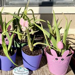 Aloe Vera Plants $5