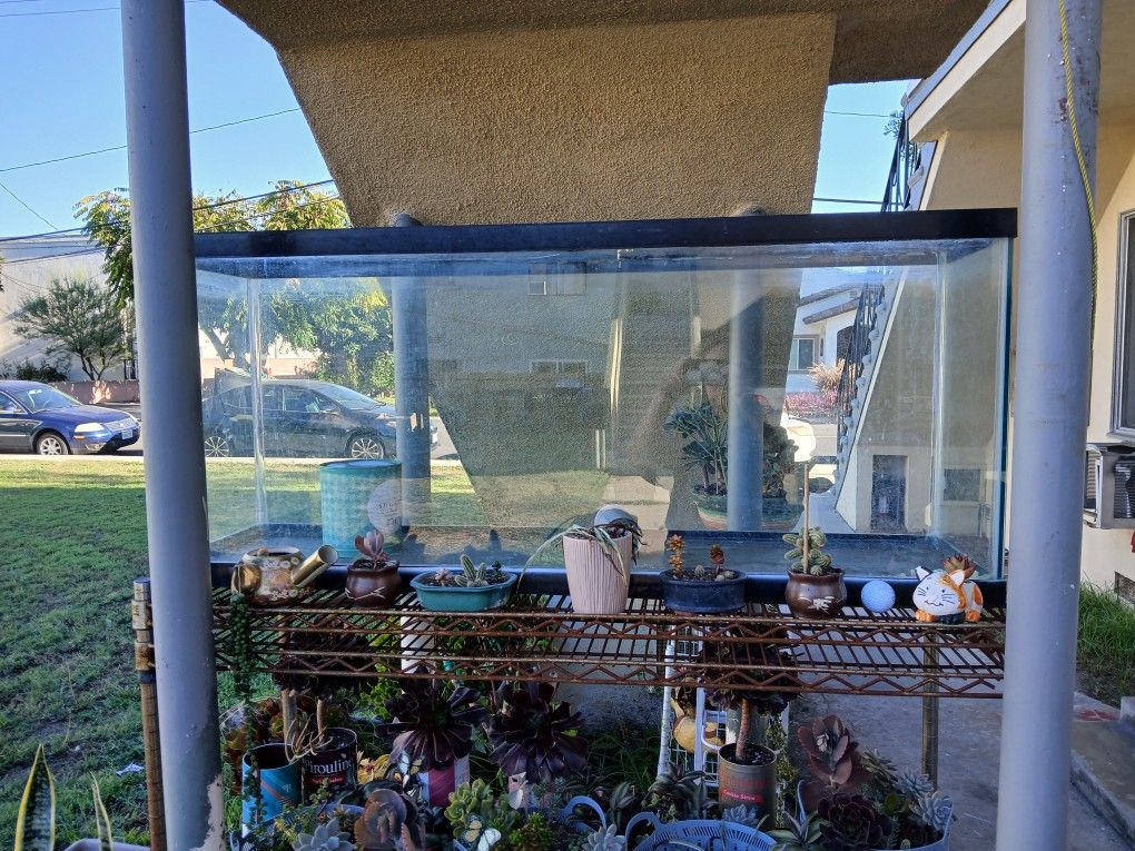 50 Gallon Glass Fish tank