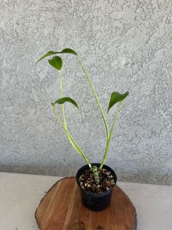 Monstera Burle Marx flame
