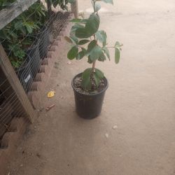 Lindo Arbolito De Guage Rosa $$25
