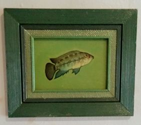 Laminated African Cichlid fish picture. In good condition
