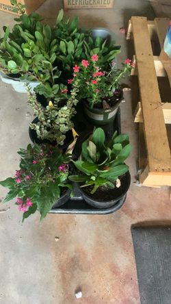 Plants