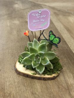 Succulent Favors for Weddings Baby Showers Birthday Any Occasions