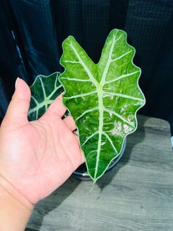 Plant