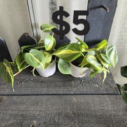 Philodendron Plants 
