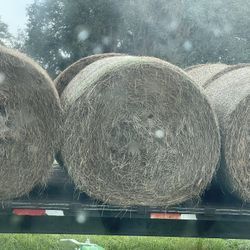 Cow Hay Round Heavy Bales