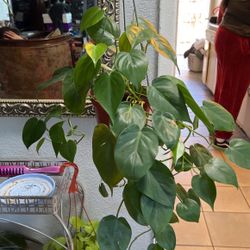 Indoor Plants