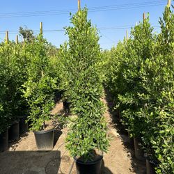 Ficus Nitida Privacy Hedge