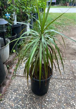 Dracaena Marginata Plant