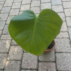 Monstera deliciosa plant 