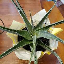 Aloe vera