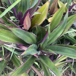Oyster Plants