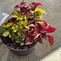 Mixture Of Coleus Plants