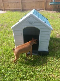 Dog House 