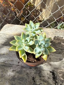 Live Succulents Plant in Pot