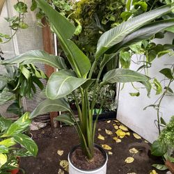 See description ~5ft huge leaf white bird of paradise, Exact plant; ceramic pot not included; 95820