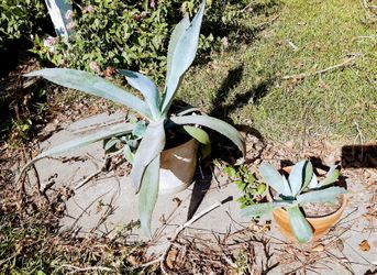 Agave pups and plants for sale