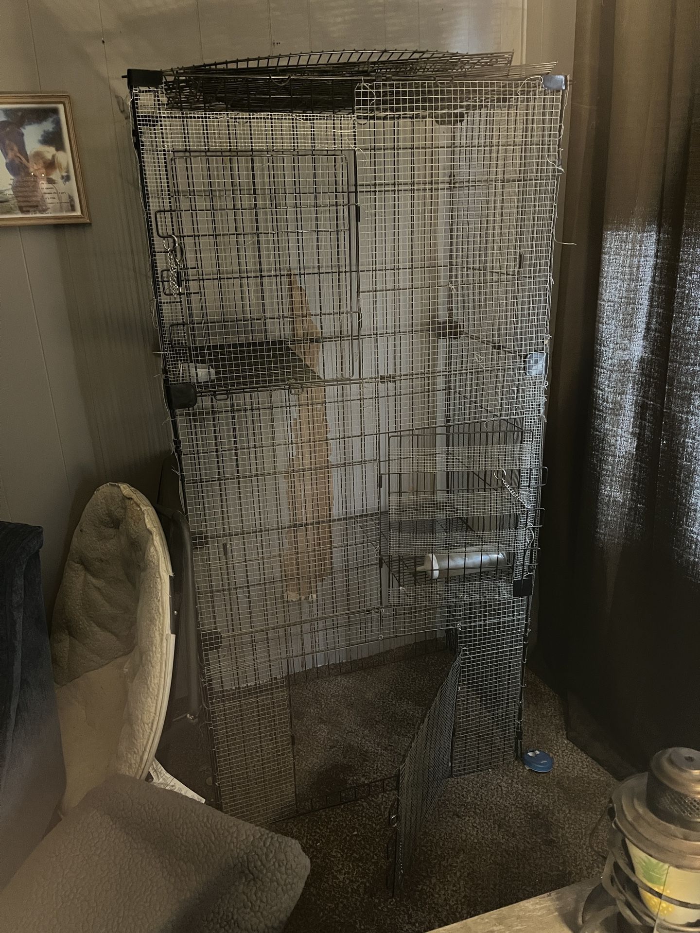 Free Chinchilla sanctuary