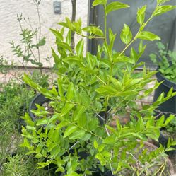 Date Jujube Tree With Original Roots 4 Years Old 