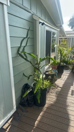 Dragonfruit clippings/rooted