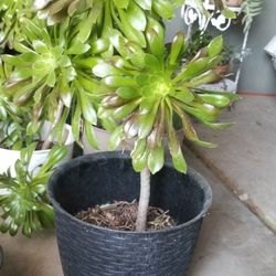 Aeonium natural Plant