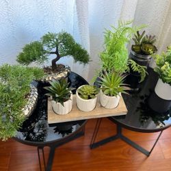 Decoration Plants