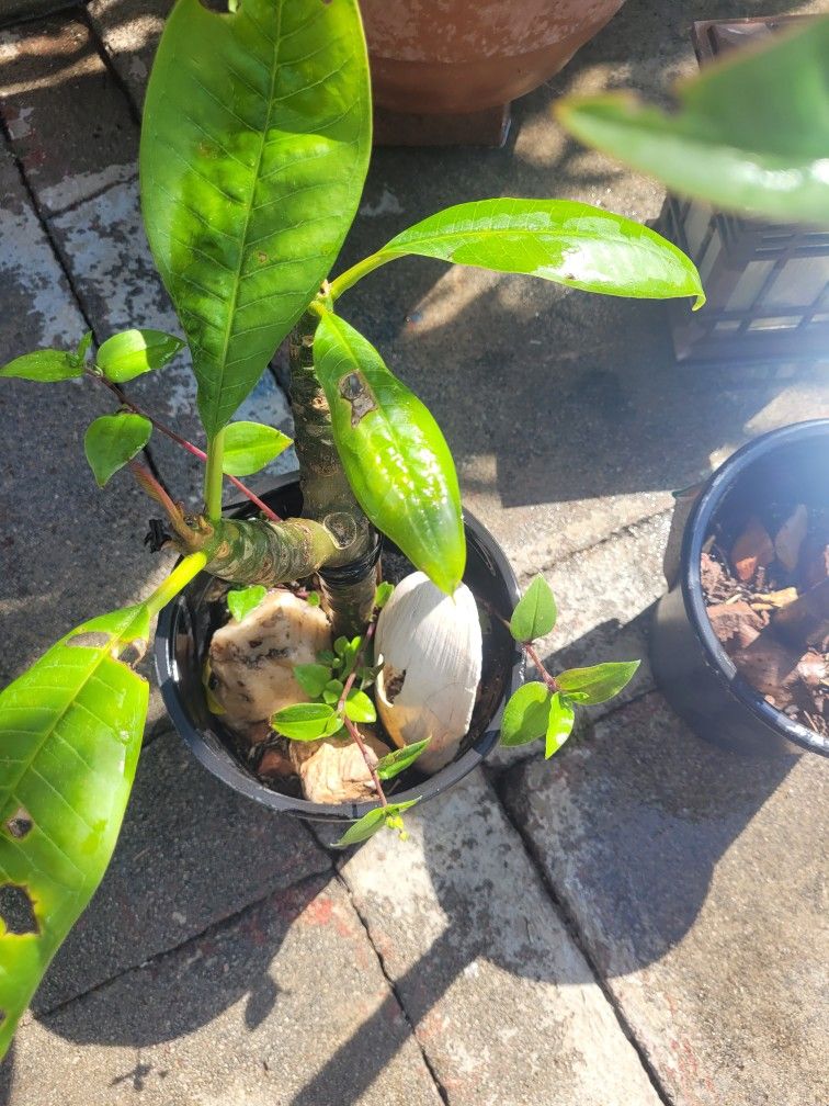 PLUMERIAS IN POT OR CLIPPINGS . THERE BLOOMING. , clippings $8.00, in pots $10.00 must pick up in Arcadia, in pots the length is 15 to 25 "high.