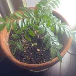 Curry Leaf Plant 6” Tall In A 8” Clay pot 