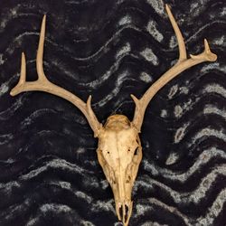 White Tail Deer Skull And Antler