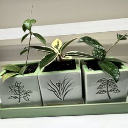 Three Hoyas - One Price 