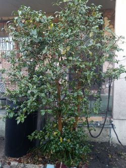 Privet (Ligustrum Japonicum) plant.