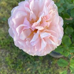 Rose Bush Plant Flower 