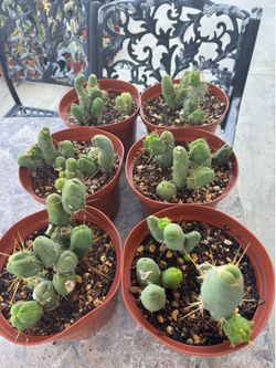 Trichocereus Bridgesli