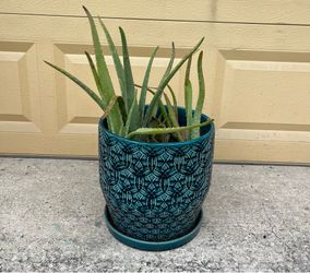 ALOE PLANT