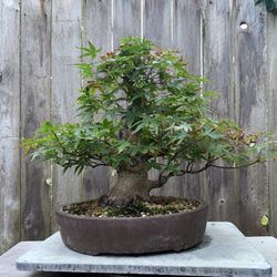bambus topf sichtschutz Sichtschutz aus Bambusleisten – Natürlicher Bambuszaun für den Garten –  Bambusbasis
