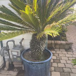 Large Sago Palm In Large Glazed Ceramic Pot. 