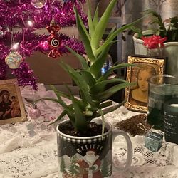Climbing Aloe Plant  In Hillsdale 