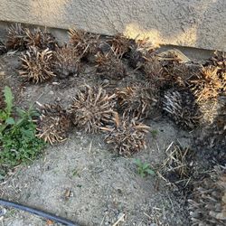 SAGO PUPs