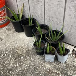 BOGO Aloe Plants $5