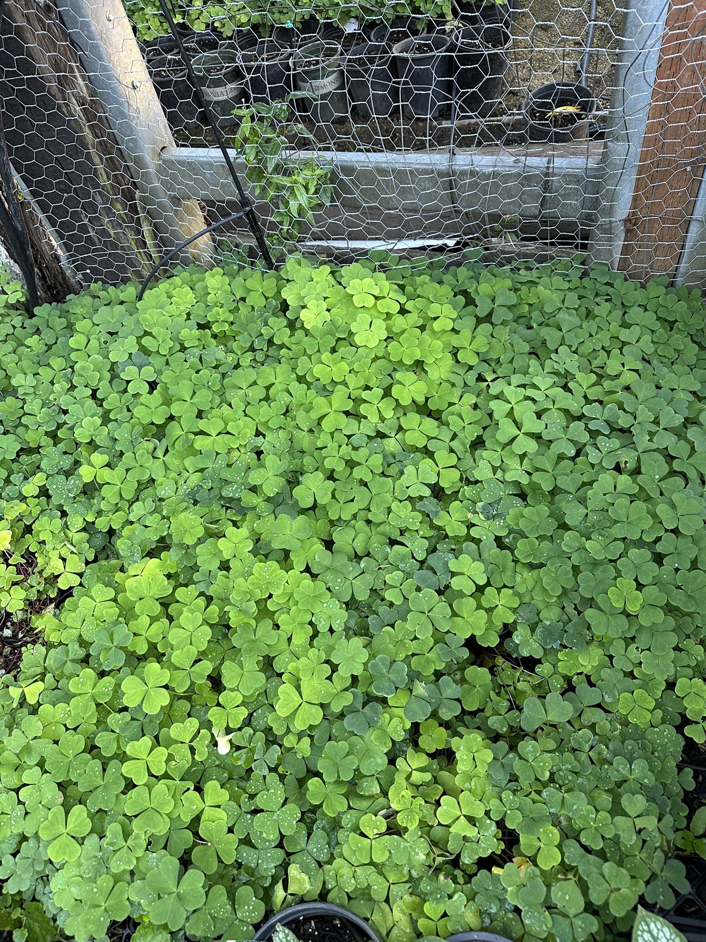 OREGON REDWOOD SORREL ‘OXALIS OREGANA’ 3.5” Pot