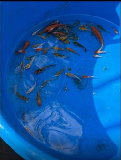 Koi 2-4 Inches
