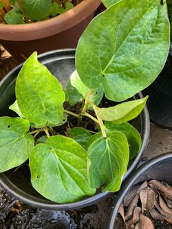 Betel leaves plant (paan)